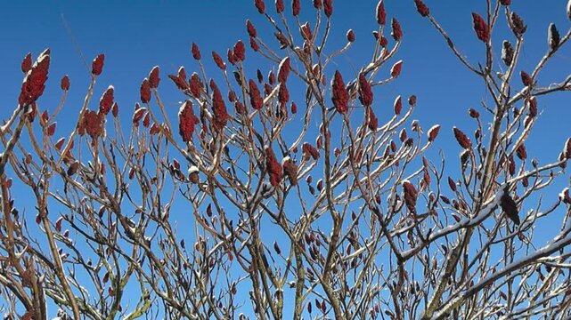 Moving footage shows a Vinegar tree with sumac velvet flowers during winter time while snow and ice is covering the blossoms of the ornamental tree. BLue sky is the back with sun shining on the tree.
