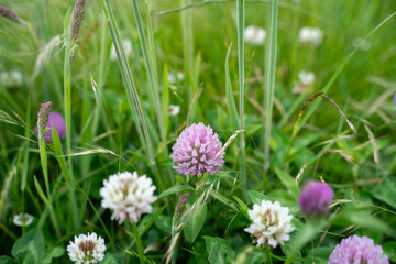 farm growing red clover plant in hand on a farm in australia