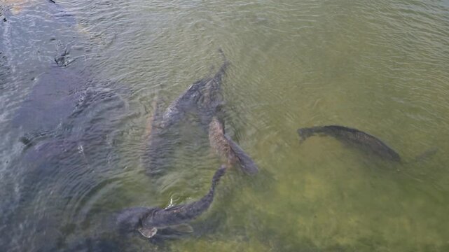Koi fish or carp swim in clear water and create ripples on the surface. Cyprinus carpio