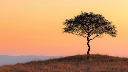 Obraz premium Independence justice idea. A solitary tree silhouetted against a vibrant sunset sky over rolling hills.