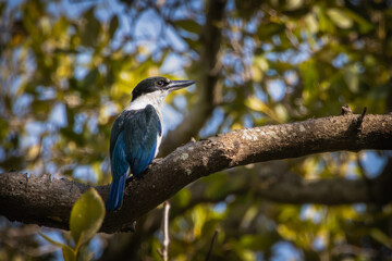 A Torresian Kingfisher perched on a branch