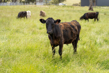 beautiful cattle in Australia  eating grass, grazing on pasture. Herd of cows free range beef being regenerative raised on an agricultural farm. Sustainable farming