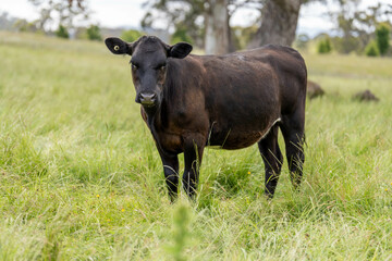 beautiful cattle in Australia  eating grass, grazing on pasture. Herd of cows free range beef being regenerative raised on an agricultural farm. Sustainable farming