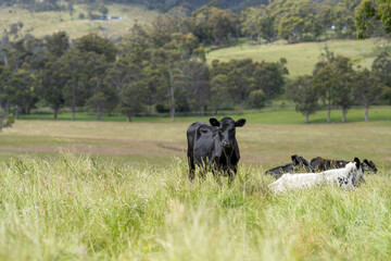 beautiful cattle in Australia  eating grass, grazing on pasture. Herd of cows free range beef being regenerative raised on an agricultural farm. Sustainable farming