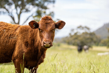 beautiful cattle in Australia  eating grass, grazing on pasture. Herd of cows free range beef being regenerative raised on an agricultural farm. Sustainable farming