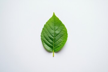 Obraz premium Single vibrant green leaf isolated on white background.