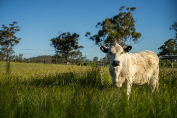 beautiful cattle in Australia  eating grass, grazing on pasture. Herd of cows free range beef being regenerative raised on an agricultural farm. Sustainable farming