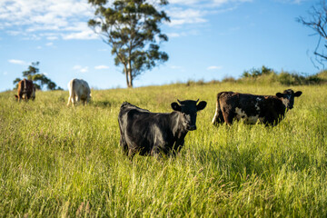 beautiful cattle in Australia  eating grass, grazing on pasture. Herd of cows free range beef being regenerative raised on an agricultural farm. Sustainable farming