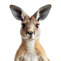 Obraz premium Front view close up of an extremely perfect looking single kangaroo isolated on a white transparent background