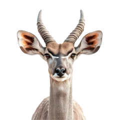 Papier peint photo intissé Front view close up of an extremely perfect looking single kudu isolated on a white transparent background