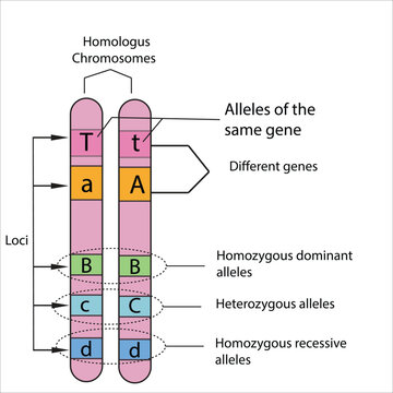 Homologous chromosomes, with allele genes on the same locus. Vector illustration.
