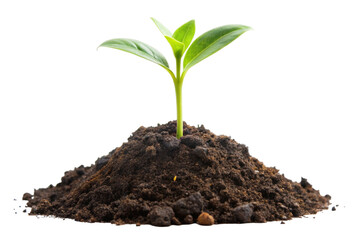 Young green plant sprouting from a rich soil pile, symbolizing growth, sustainability, and environmental awareness.