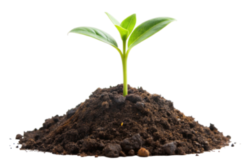 Young green plant sprouting from a rich soil pile, symbolizing growth, sustainability, and environmental awareness.