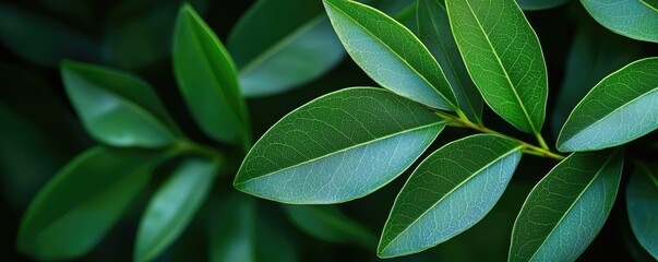 Micro foliage idea. Close-up of vibrant green leaves with a smooth texture and natural shine.