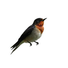 Fototapeta premium Beautiful swallow Clipart, isolated on a white background, swallow Generative AI.