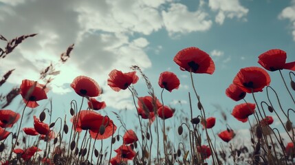 Obraz premium A cluster of red poppies in a meadow under a partly cloudy sky, low-angle shot, Dynamic style