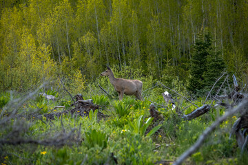 Deer grazing in a lush forest during springtime