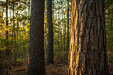 Obraz premium Towering loblolly pines stand together, sun illuminating their distant sides