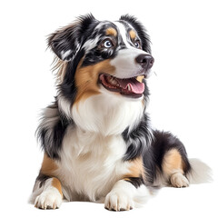 Angled view full body shot of an extremely perfect looking single Australian Shepherd animal isolated on a white transparent background