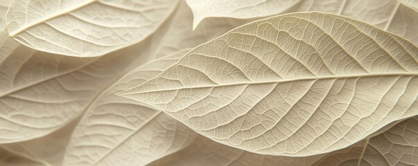 Obraz premium Macro natural idea. Close-up of textured leaves showcasing intricate details and natural patterns.