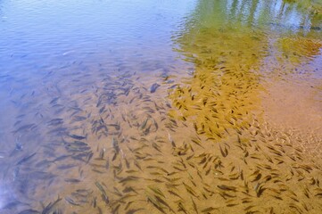 shoal of fish in the water