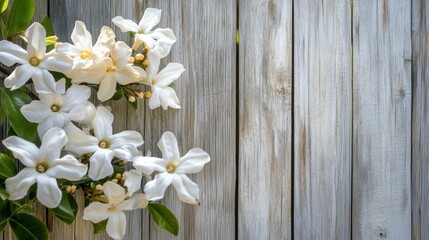 A cluster of white jasmine flowers on a vine against a weathered wooden fence, close-up shot, Garden serenade style