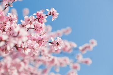 Obraz premium Peach blossoms blooming outdoors in spring