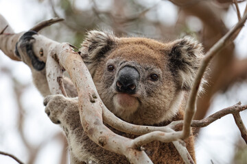 Close up portrait picture of a koala bear looking at the camera. Cute australian endemic animal holding onto a branch of a tree. Amazing wildlife moment captured in Victoria, east Australia. © Elsa