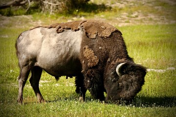 wild bison grazing