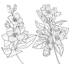 Hand drawn kit with jasmine branches in black lines