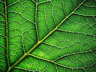 Fototapeta premium Close-Up Green Leaf Texture, Vein Detail, Plant Photography, Nature Macro, Botanical Image, Leaf Profile, Vivid Green Foliage
