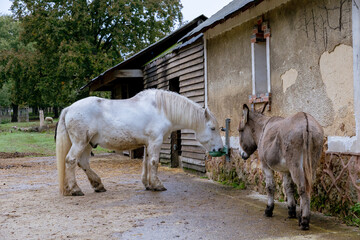 Dammarie les lys
