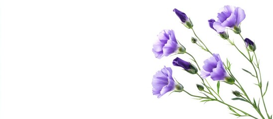 Purple Carnations Arranged Artistically Clean