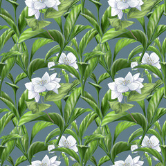 Obraz premium Hand drawn Jasmine tea design for wrapping paper