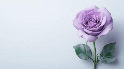 Obraz premium single purple rose with green leaves on light background, symbolizing beauty and elegance