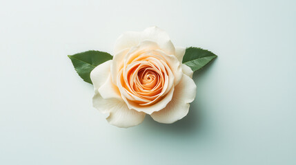 Fototapeta premium beautiful orange rose with green leaves, elegantly placed on soft background, radiating freshness and charm