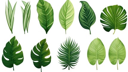Fototapeta premium Collection of vibrant tropical leaves isolated on a white background showcasing diverse exotic foliage and rich green hues