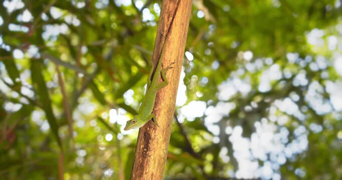 Green Anolis Lizard alert on branch with its eye following the camera