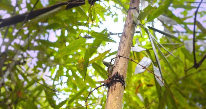Green Anolis displaying its colorful Dewlap as the camera moves around it