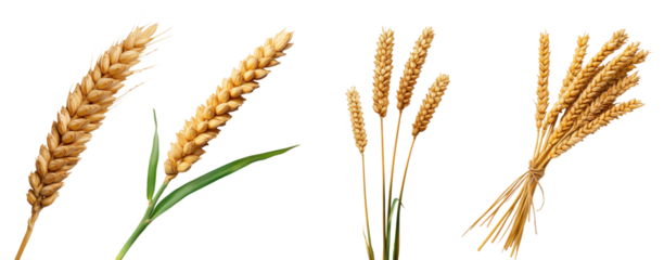 Set of wheat stalks isolated on transparent background