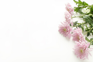 Close view of pink mums from the right side of the frame on white background with copy space for text
