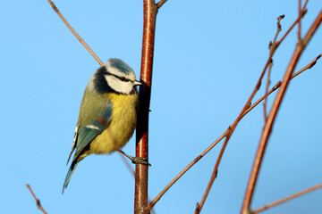 Blue tit