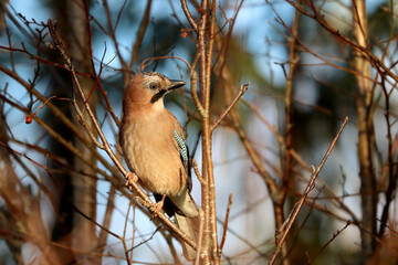 Eurasian jay