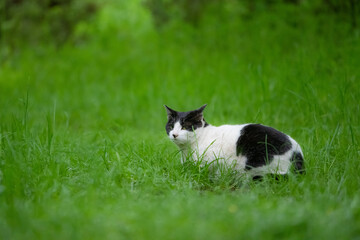 草むらに座って振り返る白黒の公園猫
