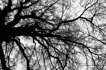 Tree black branch isolated on white. Black and white trees silhouettes on sky background. Bare...
