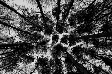 Tree black branch isolated on white. Black and white trees silhouettes on sky background. Bare...