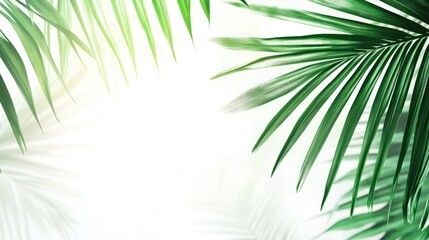Obraz premium Tropical palm leaf background with lush greenery and soft light creating a serene and vibrant atmosphere for design and advertisingç”¨é€”.