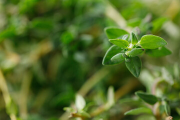 fresh green Thyme herb plant