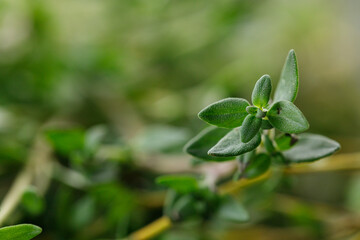 fresh green Thyme herb plant