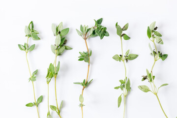 fresh green Thyme herb plant